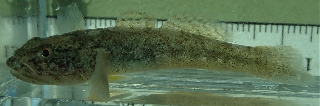 Shortjaw Mudsucker