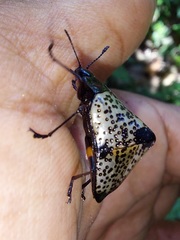 Cypherotylus debauvei