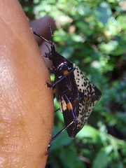Cypherotylus debauvei