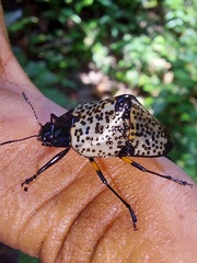 Cypherotylus debauvei