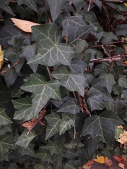 Hedera helix