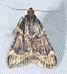 Aglossa cacamica