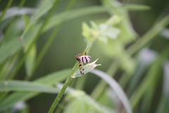 Otites porcus