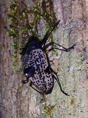 Cypherotylus debauvei