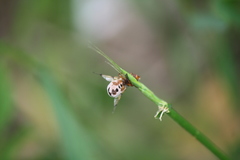Otites porcus