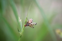 Otites porcus