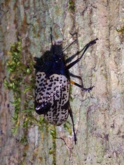 Cypherotylus debauvei