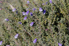 Eremophila weldii