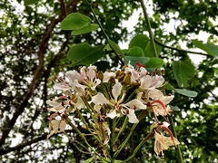 Cheniella glauca, photograph Yj, CC BY, iNaturalist via GBIF