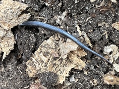 Plestiodon tetragrammus