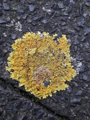 Xanthoria parietina