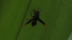 Rhynchium haemorrhoidale