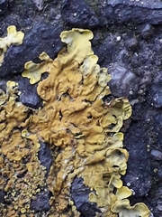 Xanthoria parietina