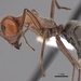 Myrmecocystus placodops - Photo (c) California Academy of Sciences, 2000-2010, some rights reserved (CC BY-NC-SA)