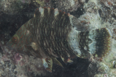 Cheilinus trilobatus
