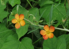 Talinum aurantiacum