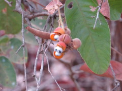 Dilleniaceae