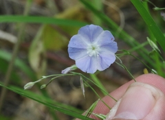 Evolvulus arizonicus