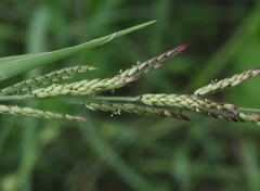Eriochloa acuminata