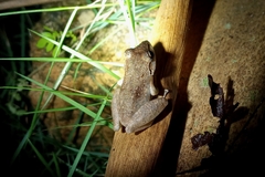 Pristimantis ramagii