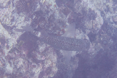 Siganus spinus