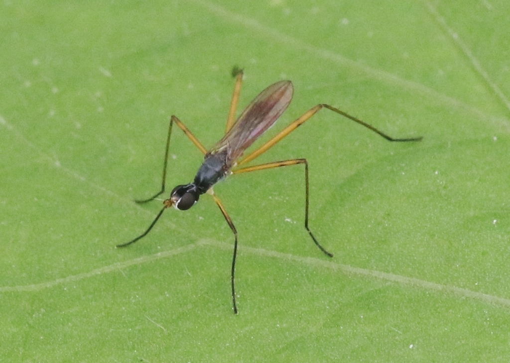 Micropeza abnormis