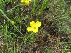 Calylophus