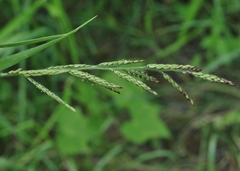 Eriochloa acuminata