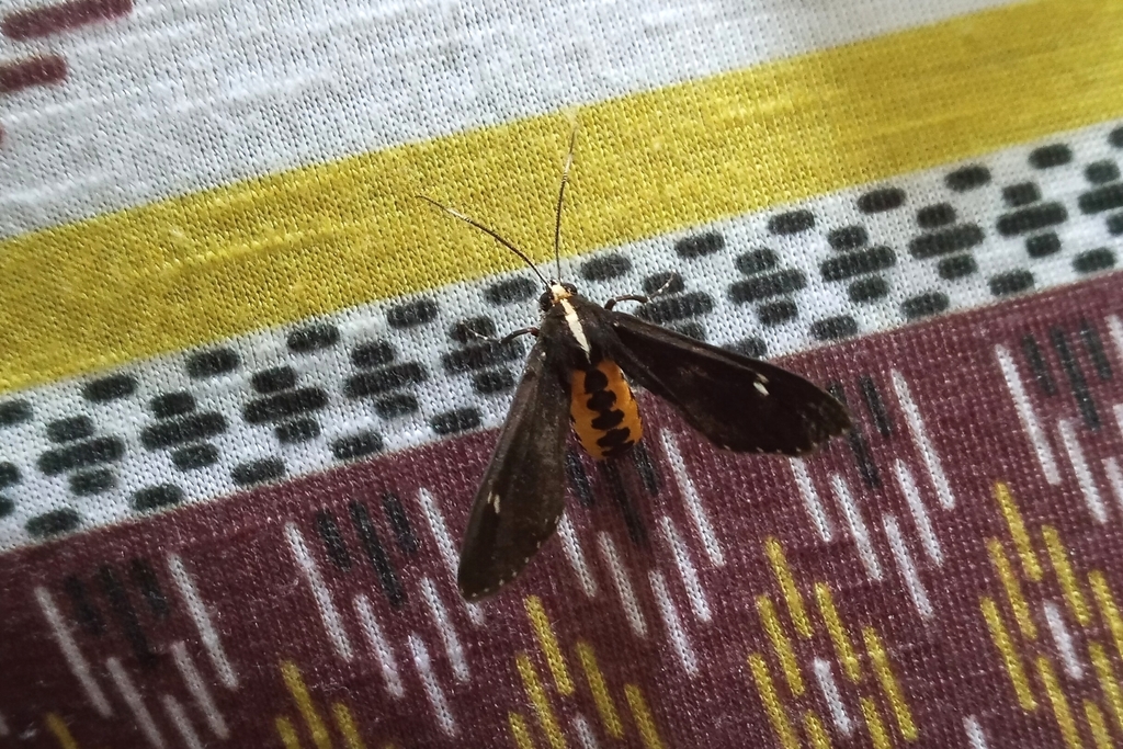 Psilopleura pentheri