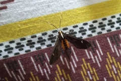 Psilopleura pentheri