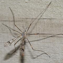 Gynoplistia fimbriata