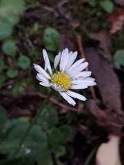 Bellis perennis