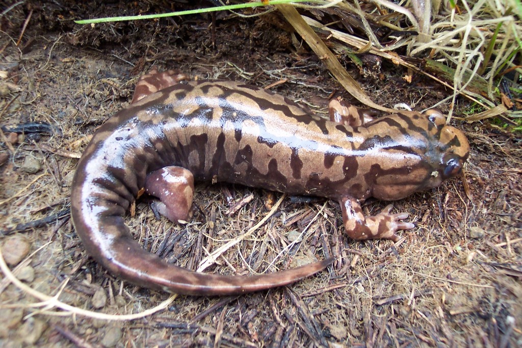 Coastal Giant Salamander From , California, United States On June 5 