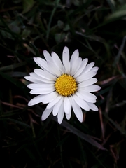 Bellis perennis
