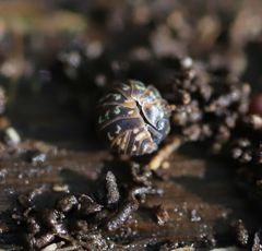 Armadillidium pulchellum
