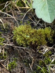Imbribryum subapiculatum