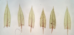 Imbribryum subapiculatum