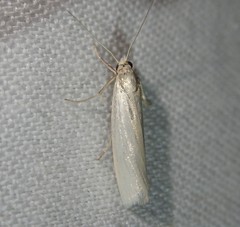 Eulamprotes atrella