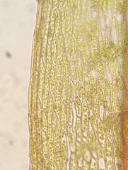 Imbribryum subapiculatum