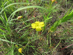 Calylophus