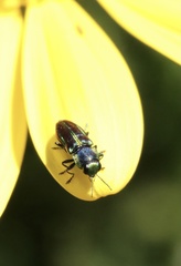 Bilyaxia concinna