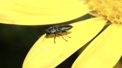 Bilyaxia concinna