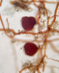 Imbribryum subapiculatum