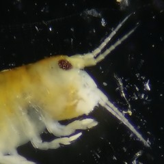 Hyalella azteca