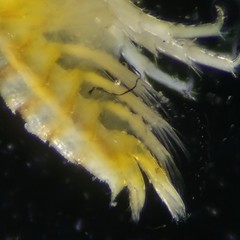 Hyalella azteca