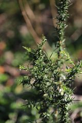 Genista germanica
