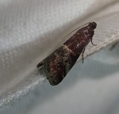 Acrobasis marmorea