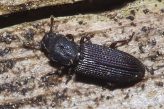 Pycnomerus depressiusculus