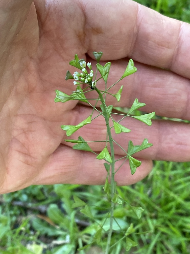 shepherd'spurse from Donella Dr, Hollywood Park, TX, US on November 20
