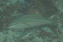 Stethojulis strigiventer